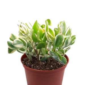 Crassula Ovata &#39;Variegata&#39; | 6 inch | Jade Plant | Crassula Ovata | Succulents | Garden | Indoor Plants | Plant Shrub
