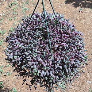 Othonna Capensis | 8 inch | Ruby Necklace | Blush Hanging Plant | Yellow Blooming Flower | Live Hanging Plant