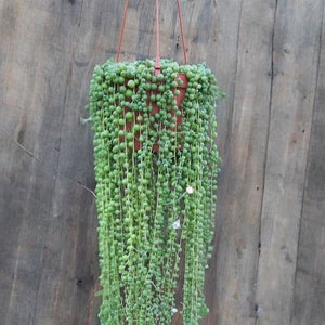 Long String of Pearls | 6 inch