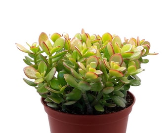 Crassula Ovata 'Crosby's Dwarf' | 6 inch | Jade Plant | Crassula Ovata | Succulents | Garden | Indoor Plants | Plant Shrub