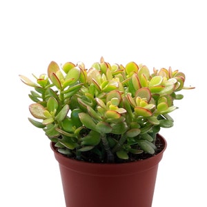 Crassula Ovata &#39;Crosby&#39;s Dwarf&#39; | 6 inch | Jade Plant | Crassula Ovata | Succulents | Garden | Indoor Plants | Plant Shrub