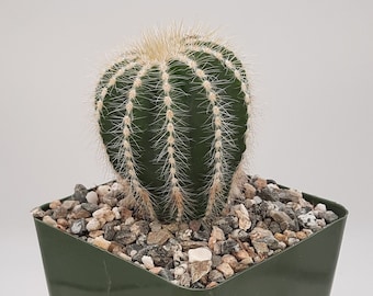 Parodia Magnifica | 3.5 inch | Notocactus Magnificus | Balloon Cactus | Blooming Cactus