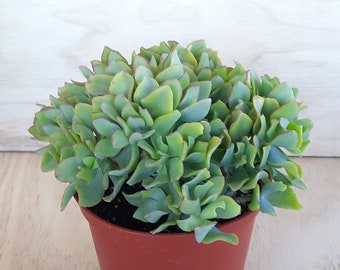 Ripple Jade | 6 inch | Crassula Arborescens Undulatifolia | Succulents | Garden | Indoor Plants