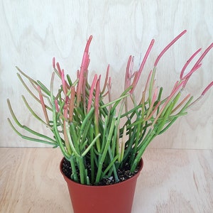 Euphorbia Tirucalli Rosea 'Sticks on Fire' | 6 inch | Live Euphorbia Plant | Succulents | Garden