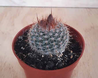 Parodia Rutilans | 4 inch | Notocactus Collection | Cactus In Bloom | Live Cactus Plant