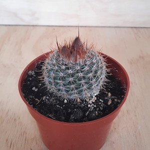 Parodia Rutilans | 4 inch | Notocactus Collection | Cactus In Bloom | Live Cactus Plant