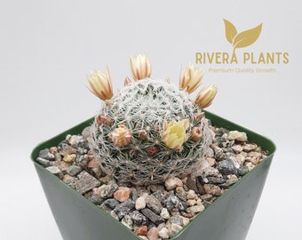 Premium Mammillaria Duwei | 3.5 inch | Pale Yellow Blooming Flower | Cactus In Bloom | Biznaguita | Live Cactus Plant