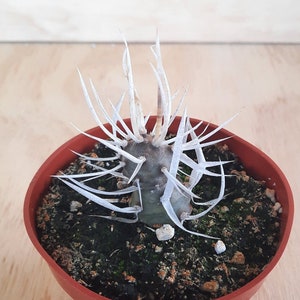 May include: A small white cactus with long, thin spines growing in a terracotta pot. The cactus is surrounded by brown and green soil.