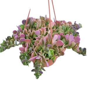 Trailing Jade Plant | 8 inch | Purple Tip Jade Plant