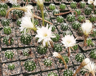 Small Premium Easter Lily Cactus | 3.5 inch | Echinopsis Subdenudata Fuzzy Navel | White Polka Dot Cactus | White Blooming Flower