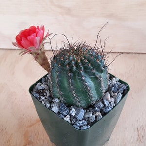 Lobivia Saltensis | 3.5 inch | Real Dark Red Blooming Flower | Frost Resistant Cactus