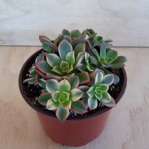 Aeonium &#39;Kiwi&#39; | 6 inch | Garden Plants | Live Succulent Plant | House Plant