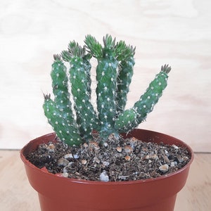 Small Cylindropuntia Imbricata &#39;Tree Cholla Cactus&#39; | 4 inch | Cane Cholla Cactus | Live Cactus Plant