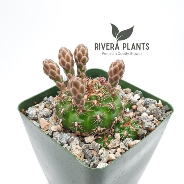 Small Premium Gymnocalycium Mesopotamicum | 3.5 inch | White Blooming Flowers | Live Cactus Plant