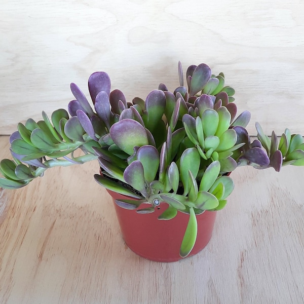 Trailing Jade Plant | 6 inch | 8 inch Bare Root | Purple Tip Jade Plant