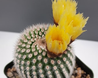 Notocactus Scopa | 3.5 inch | Parodia Scopa | Yellow Blooming Flower | Silver Ball Cactus | Slow Growing Cactus