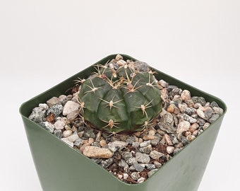 Gymnocalycium Damsii Rotundulum | 3.5 inch | Pink Blooming Flower | Echinocactus Damsii | Live Cactus Plant