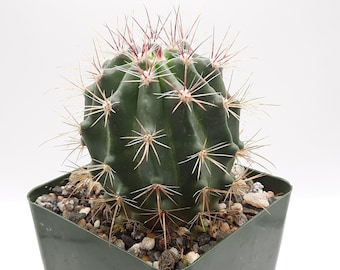 Ferocactus Pilosus | 3.5 inch | Mexican Lime Cactus | Mexican Fire Barrel | Red Orange Blooming Flower | Live Cactus Plant