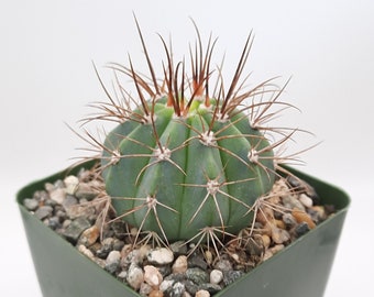 Melocactus Azures | 3.5 inch | Pink Blooming Flower | Turk's Cap Cactus | Slow Growing Cactus | Live Cactus Plant