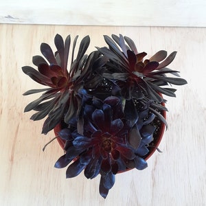 Aeonium Arboreum Zwartkop &#39;Black Rose&#39; | 6 inch | Garden Plants | Live Succulent Plant
