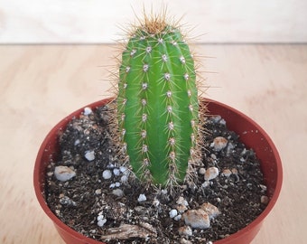 Small Premium Golden Torch Cactus | 4 inch | Echinopsis Spachiana | Cactus In Bloom | Live Cactus Plant