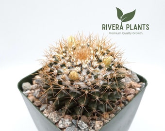 Premium Mammillaria Nivosa | 3.5 inch | Woolly Nipple Cactus | Pale Yellow Blooming Flowers | Live Cactus Plant