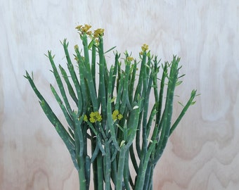 Euphorbia Mauritanica | 6 inch | Yellow Milk Bush | Yellow Spurge | Succulents | Garden | Euphorbiaceae | Pencil Milkbush