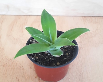 Small Agave Attenuata | 4 inch | Foxtail Agave | Asparagaceae Family | Swan's Neck Agave | Live Succulent Plant