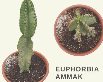 Euphorbia Ammak | Bare Root | Desert Cactus | Tree-Like Plants | Structural Plant Beauty | Architectural Cactus | Minimalist Indoor Plants