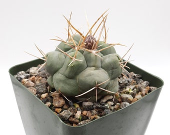 Thelocactus Hexaedrophorus | 3.5 inch | Blooming Cactus