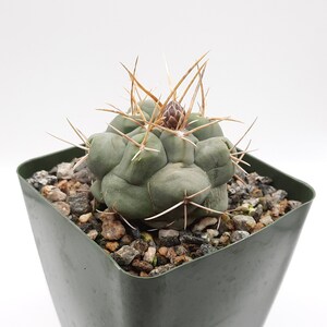 Thelocactus Hexaedrophorus | 3.5 inch | Blooming Cactus