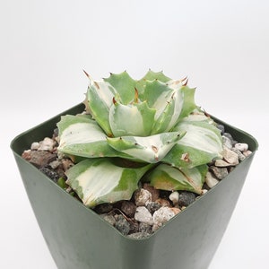 Agave Isthmensis 'Ohi Raijin Shiro Nakafu' | 3.5 inch | Miniature Agave | White Striped Agave | Terrarium Rare Plants | Live Agave Plant