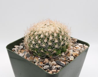 Discocactus Araneispinus | 3.5 inch | Discocactus Zehntneri | White Blooming Flower