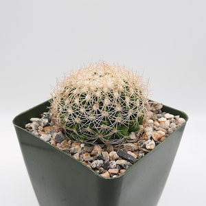 Discocactus Araneispinus | 3.5 inch | Discocactus Zehntneri | White Blooming Flower