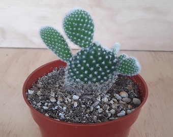 Small Premium White Bunny Ears Cactus | 4 inch | Opuntia Microdasys Var Albospina | Polka Dot Glochid Cactus | Live Cactus Plant