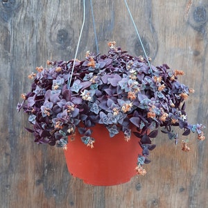 Purple Calico Kitten | 6 inch | Crassula Pellucida Subsp. Marginalis 'Rubra' | Succulent Ground Cover | Live Hanging Plant