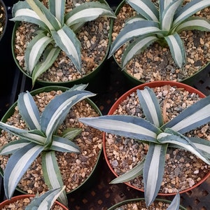 May include: Five potted agave plants with white stripes on their leaves. The plants are in brown pots with small rocks for drainage.