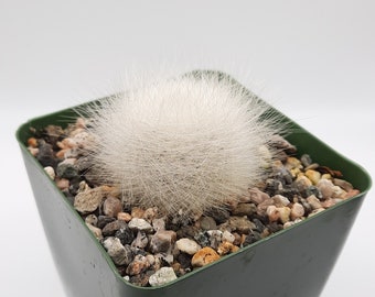 Rebutia albipilosa | 3,5 pouces | Fleur d’oranger | Cactus sillonné blanc | Cactus vivant rare