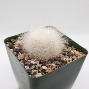 Rebutia Albipilosa | 3.5 inch | Orange Blooming Flower | White Furrowed Cactus | Rare Live Cactus