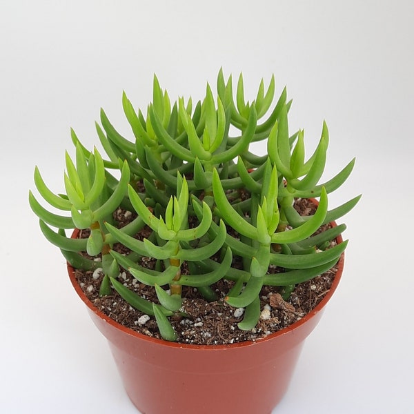 Crassula Tetragona | 4 inch | Miniature Pine Tree | Live Succulent Plant | Indoor Plant | House Plant