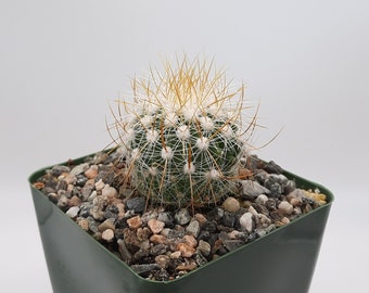 Echinofossulocactus Albatus | 3.5 inch | Yellow Blooming Flower | Stenocactus Albatus | Live Cactus Plant