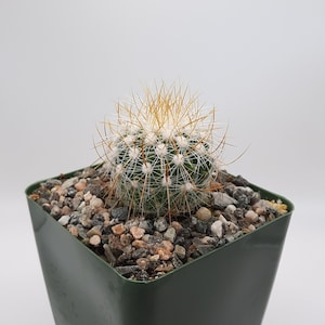 Echinofossulocactus Albatus | 3.5 inch | Yellow Blooming Flower | Stenocactus Albatus | Live Cactus Plant