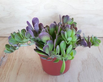 Trailing Jade Plant | 6 inch | 8 inch Bare Root | Purple Tip Jade Plant