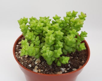 Crassula Rupestris 'Tom Thumb' | 4 inch | Baby Necklace | Miniature Succulent | Live Succulent Plant | Garden Plants