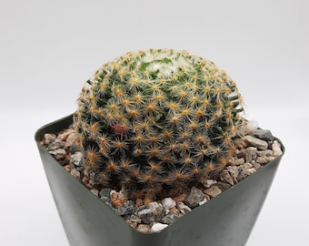 Mammillaria Schiedeana | 3.5 inch | Blooming Cactus