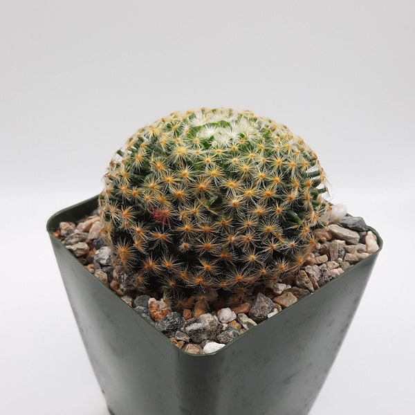 Mammillaria Schiedeana | 3.5 inch | Blooming Cactus