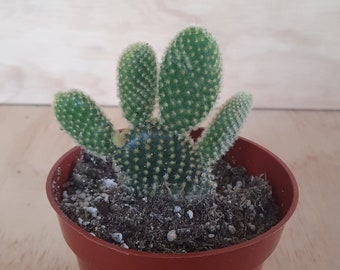 Small Premium Yellow Bunny Ears Cactus | 4 inch | Opuntia Microdasys | Polka Dot Glochid Cactus | Live Cactus Plant