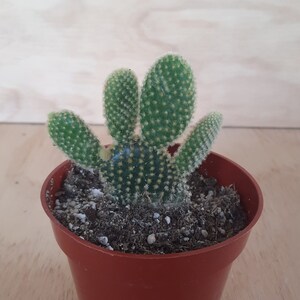Small Premium Yellow Bunny Ears Cactus | 4 inch | Opuntia Microdasys | Polka Dot Glochid Cactus | Live Cactus Plant