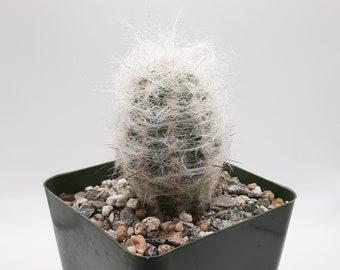 Oreocereus Trollii | 3.5 inch | Old Man Cactus | Old Man of the Andes Cactus | White Hairy Cactus | Pink Blooming Flower