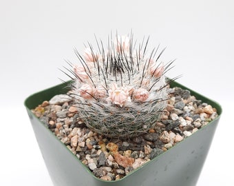 Mammillaria Ritteriana | 3.5 inch | Pale Pink Blooming Flower | Black Thorns | Live Cactus Plant